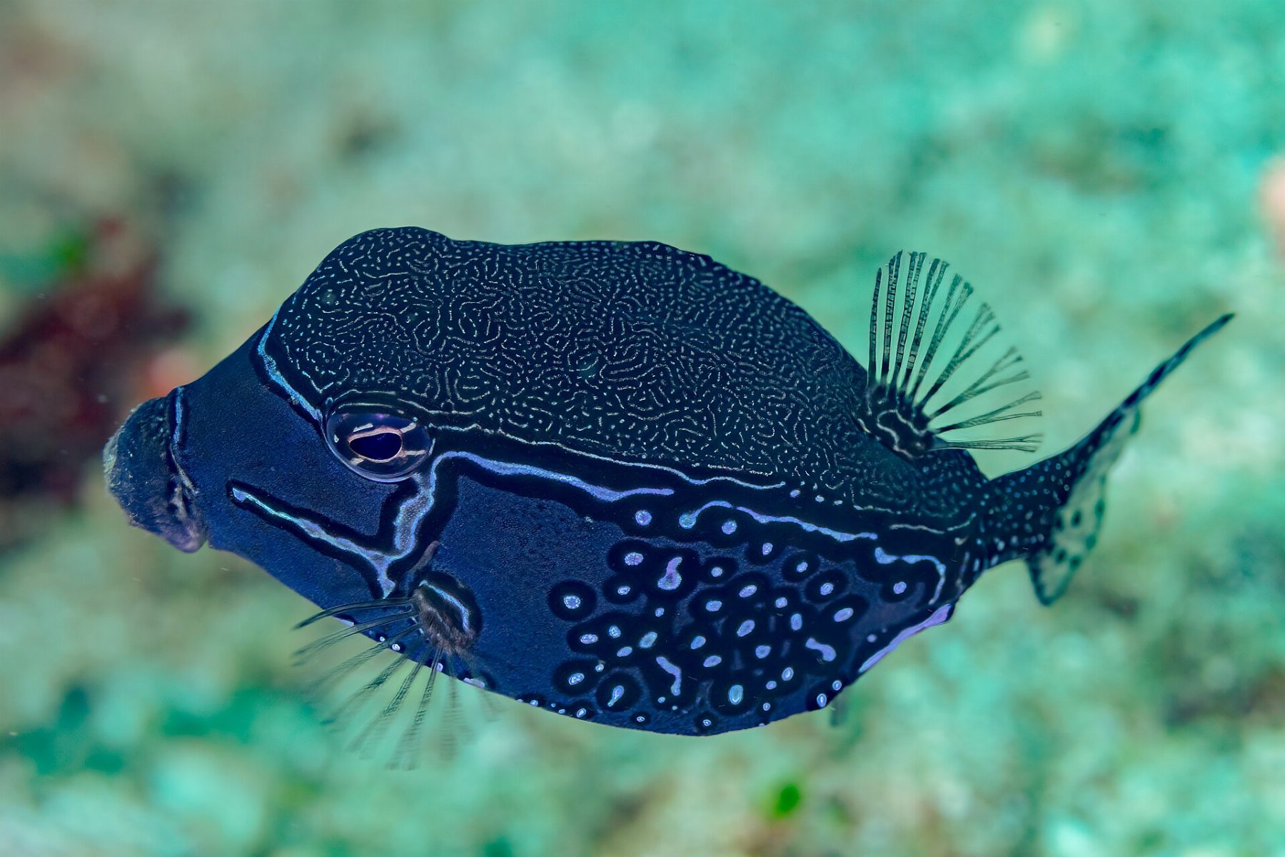 Anilao