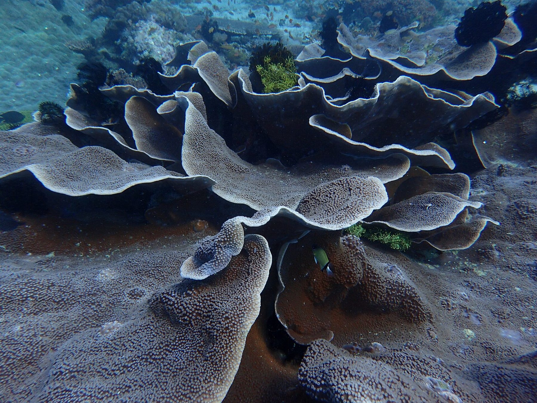 Puerto Galera scuba diving