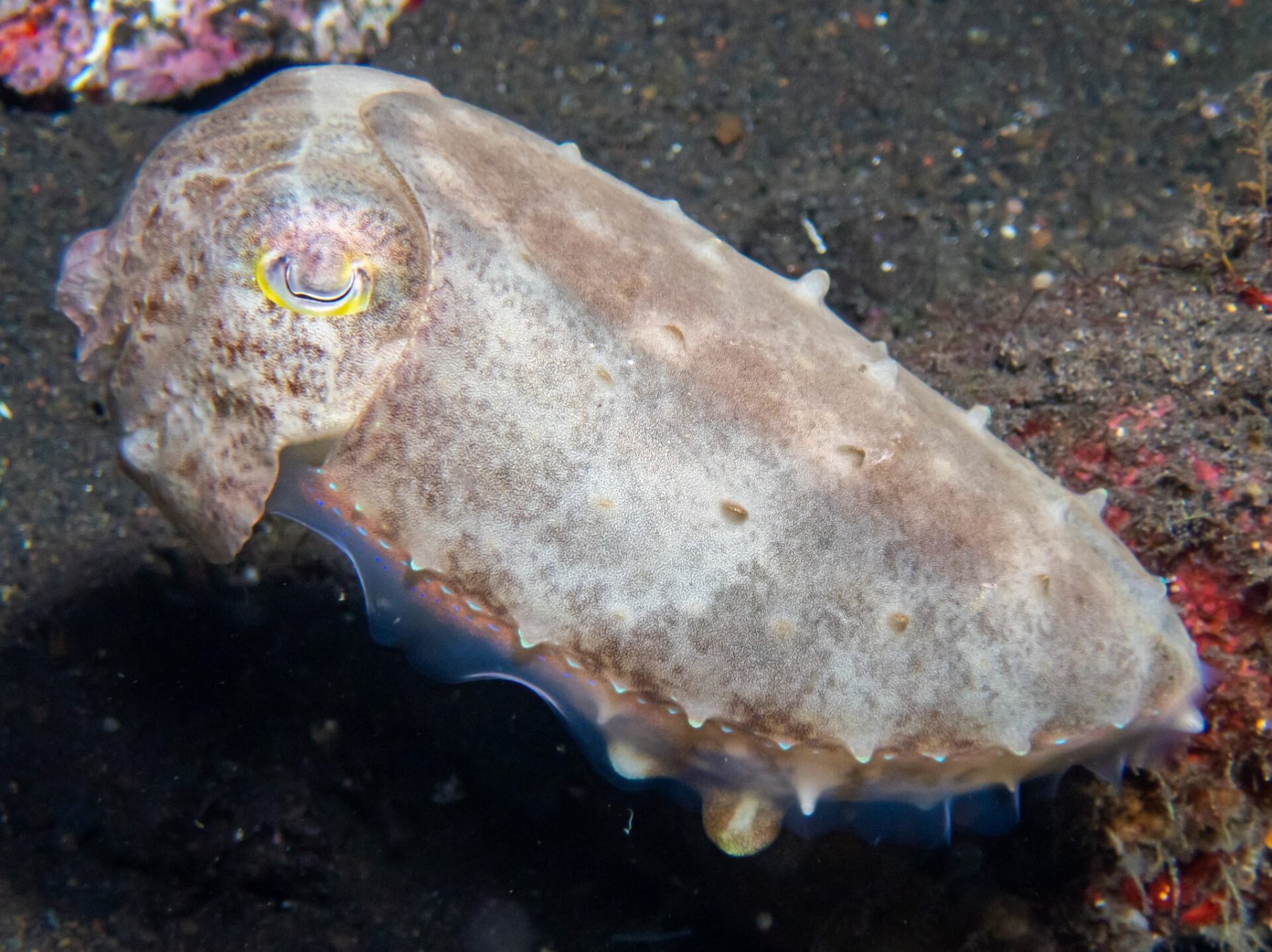 Tulamben scuba diving