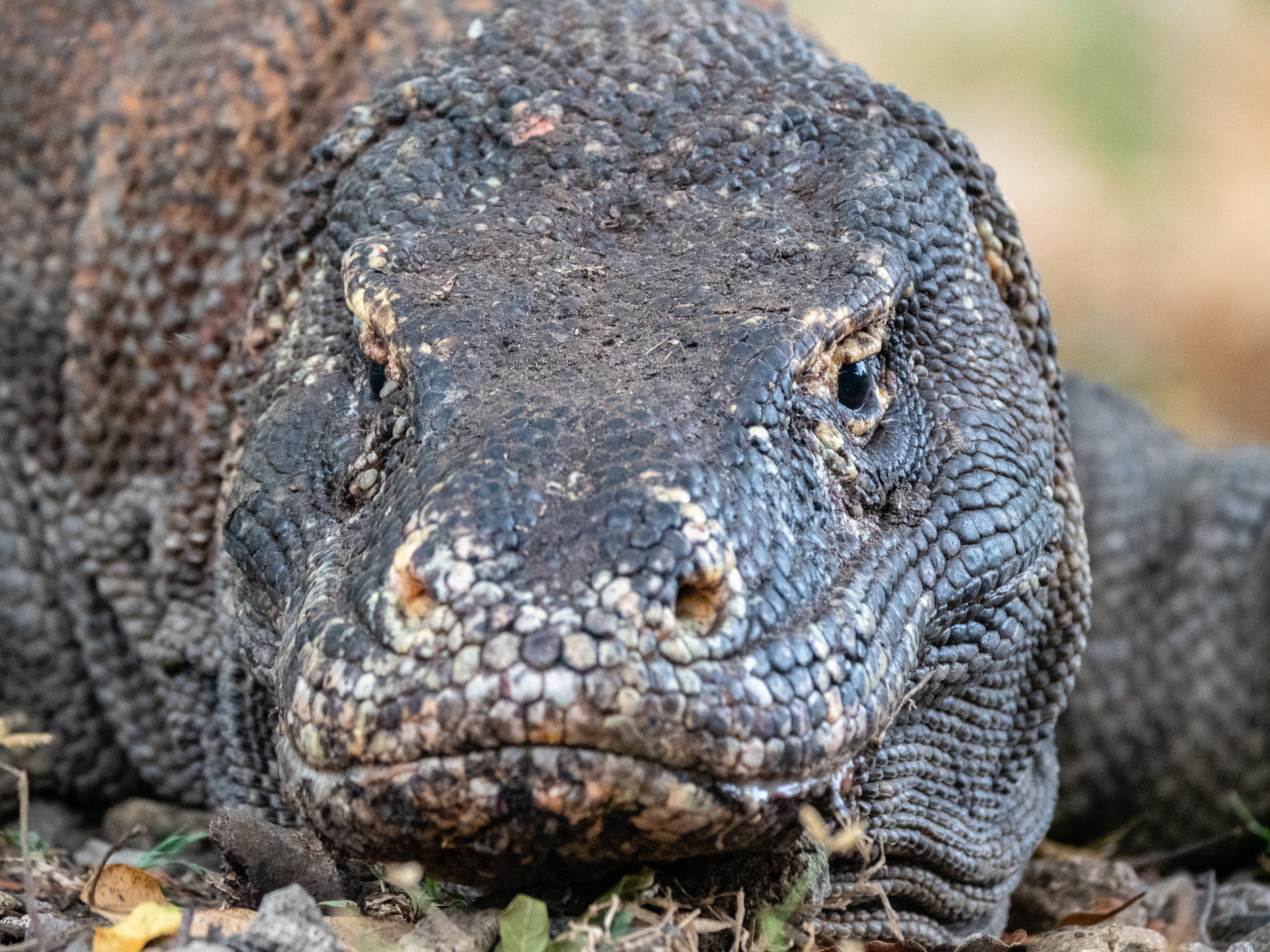 Komodo scuba diving