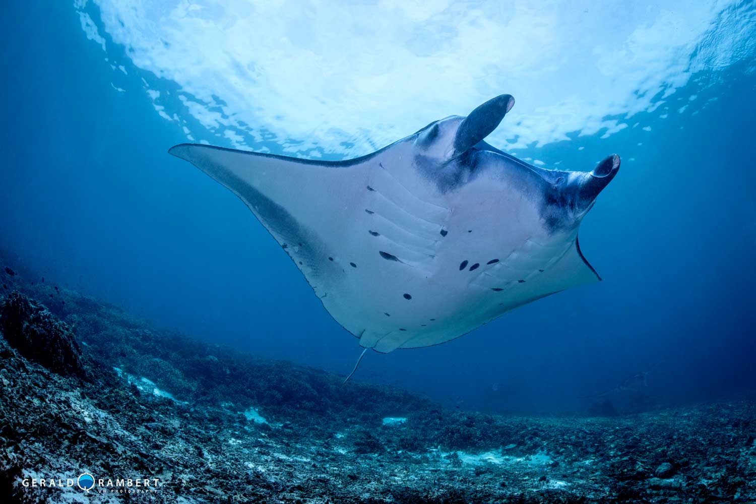 Komodo scuba diving