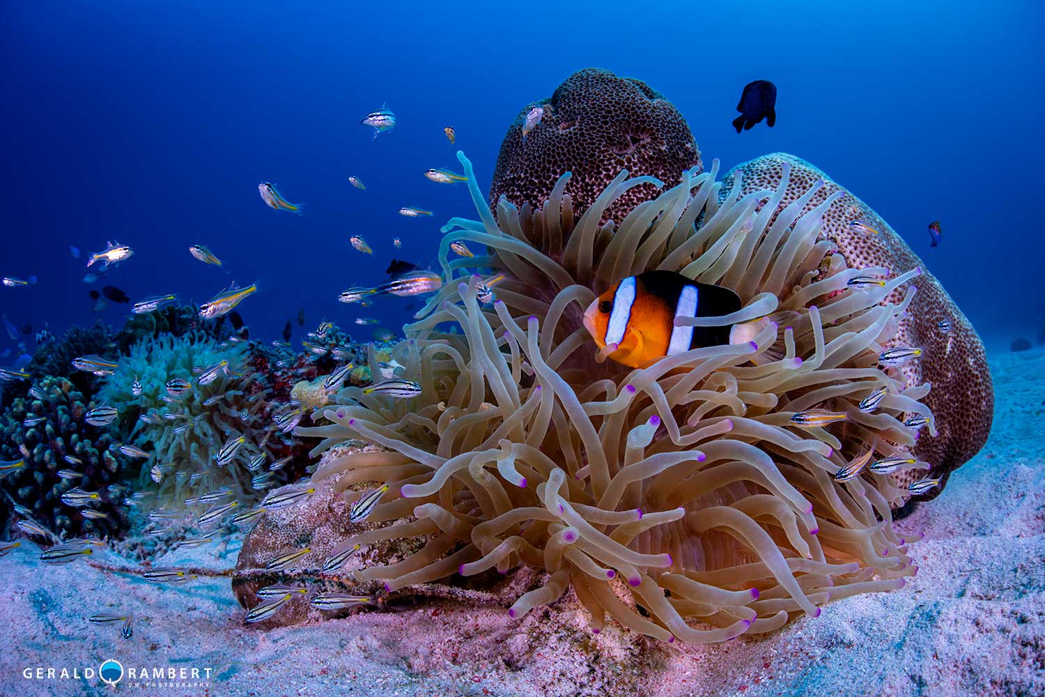 Komodo scuba diving