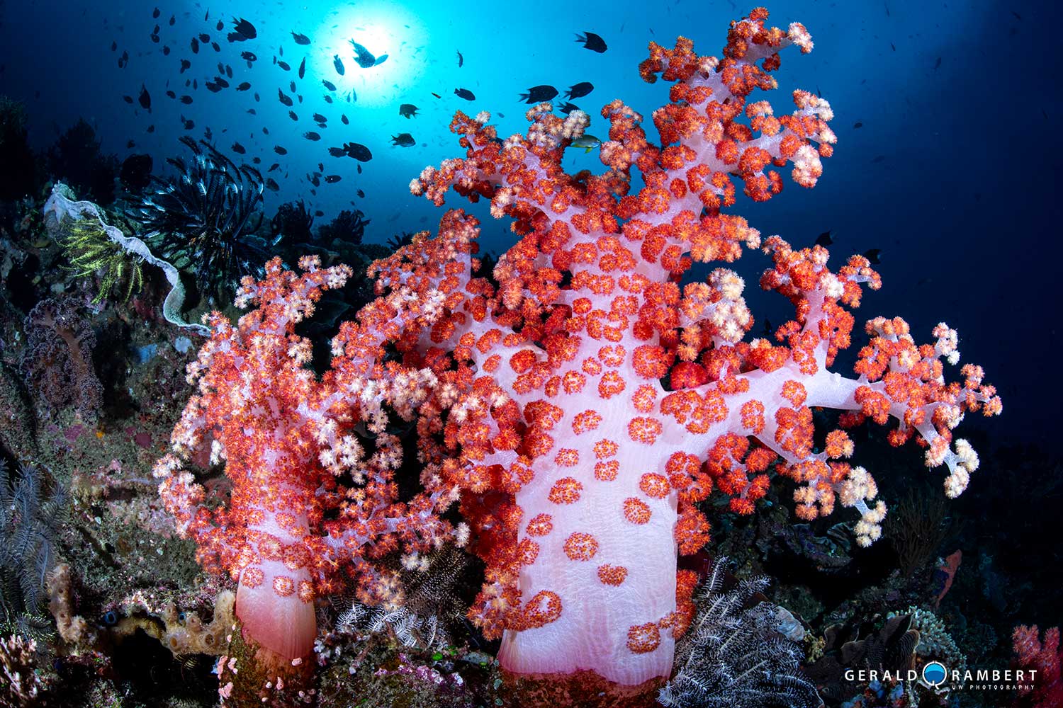 Komodo scuba diving