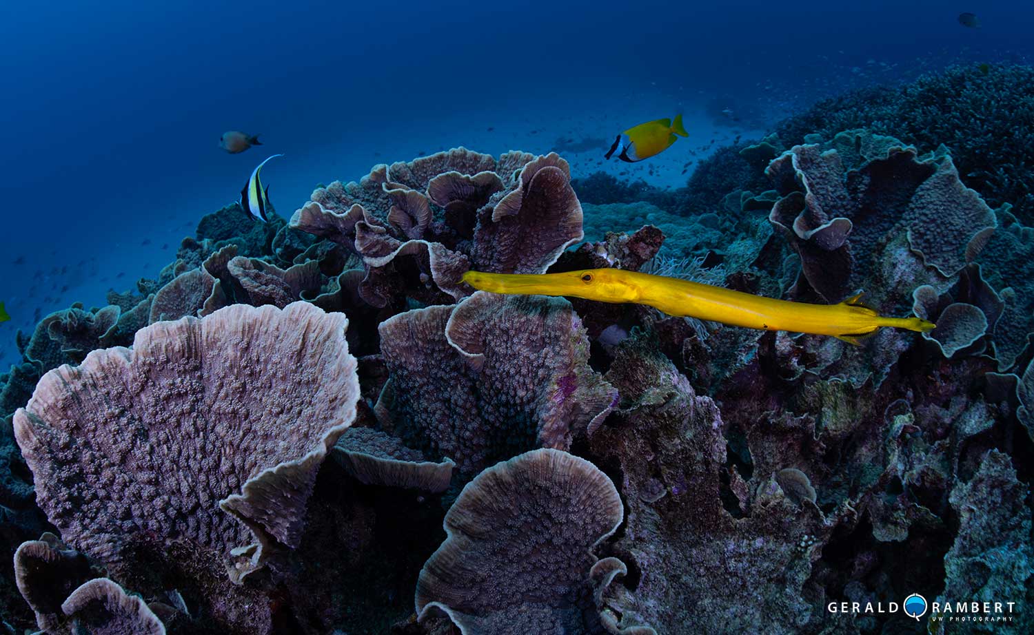 Komodo scuba diving