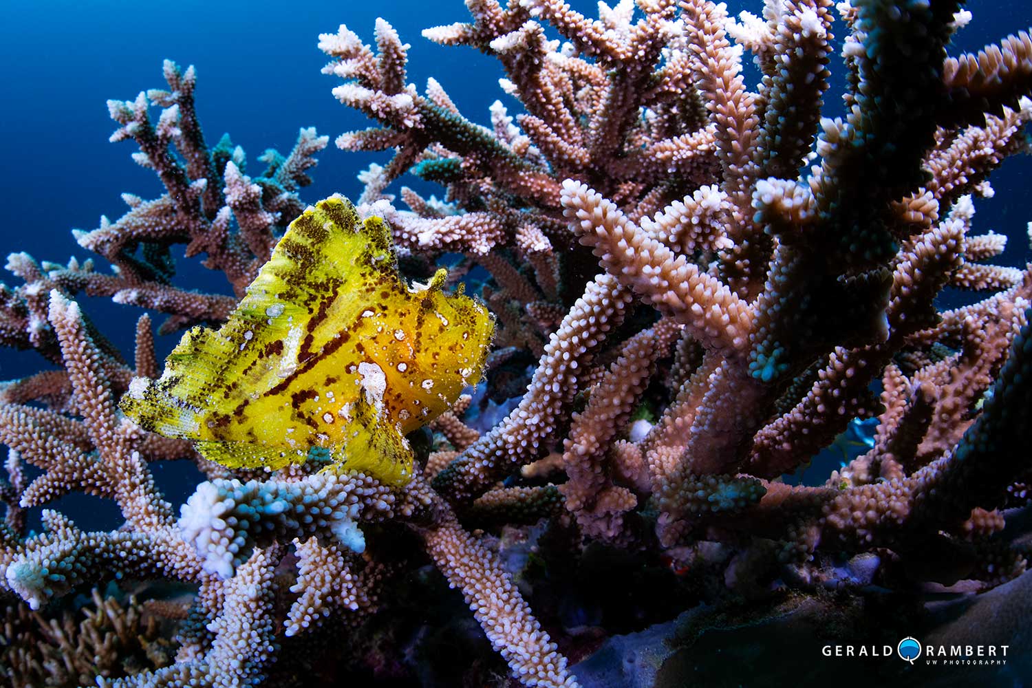 Komodo scuba diving