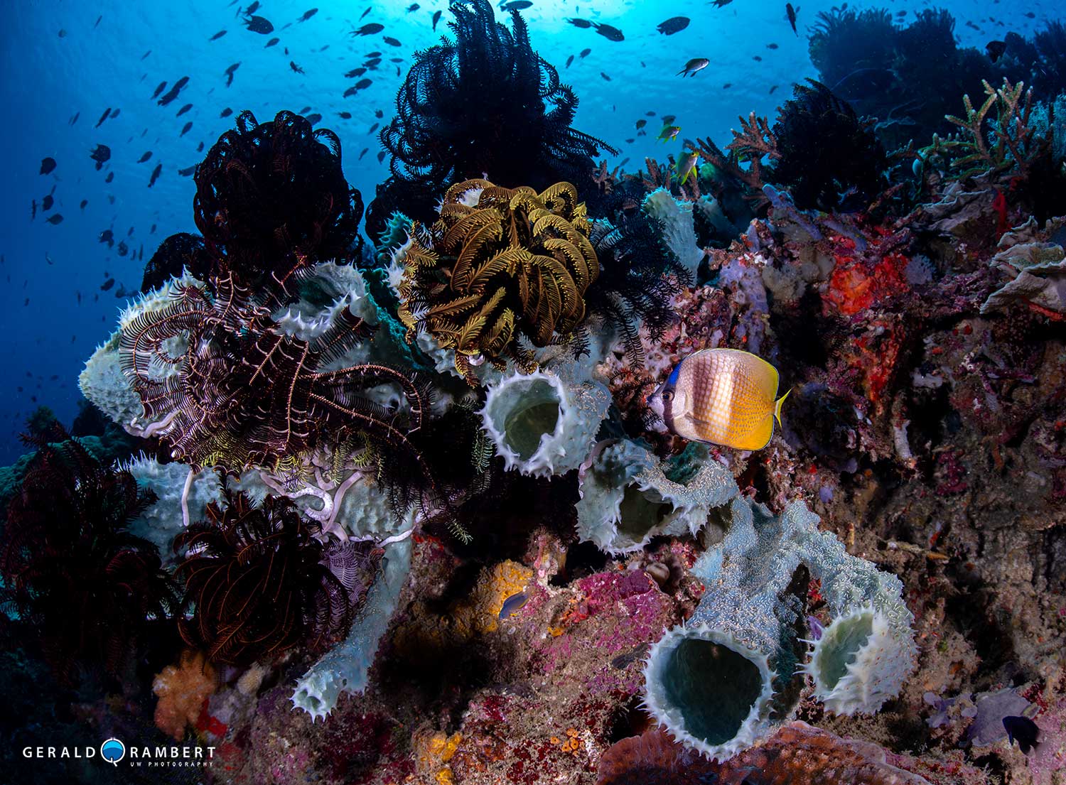 Komodo scuba diving