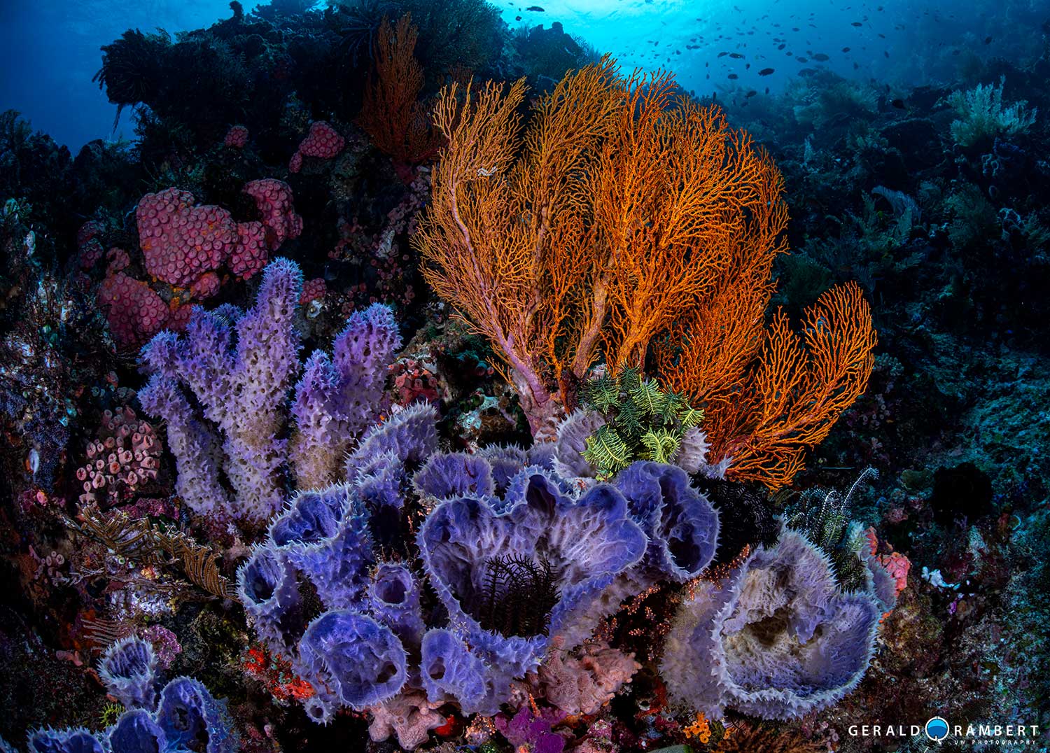 Komodo scuba diving