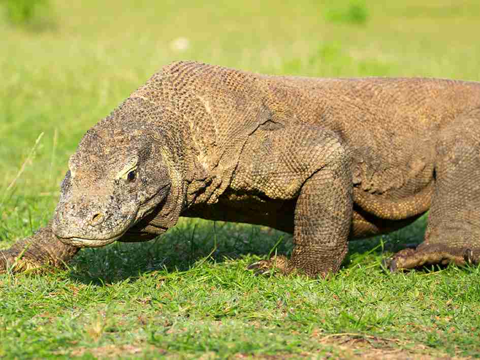 Komodo scuba diving